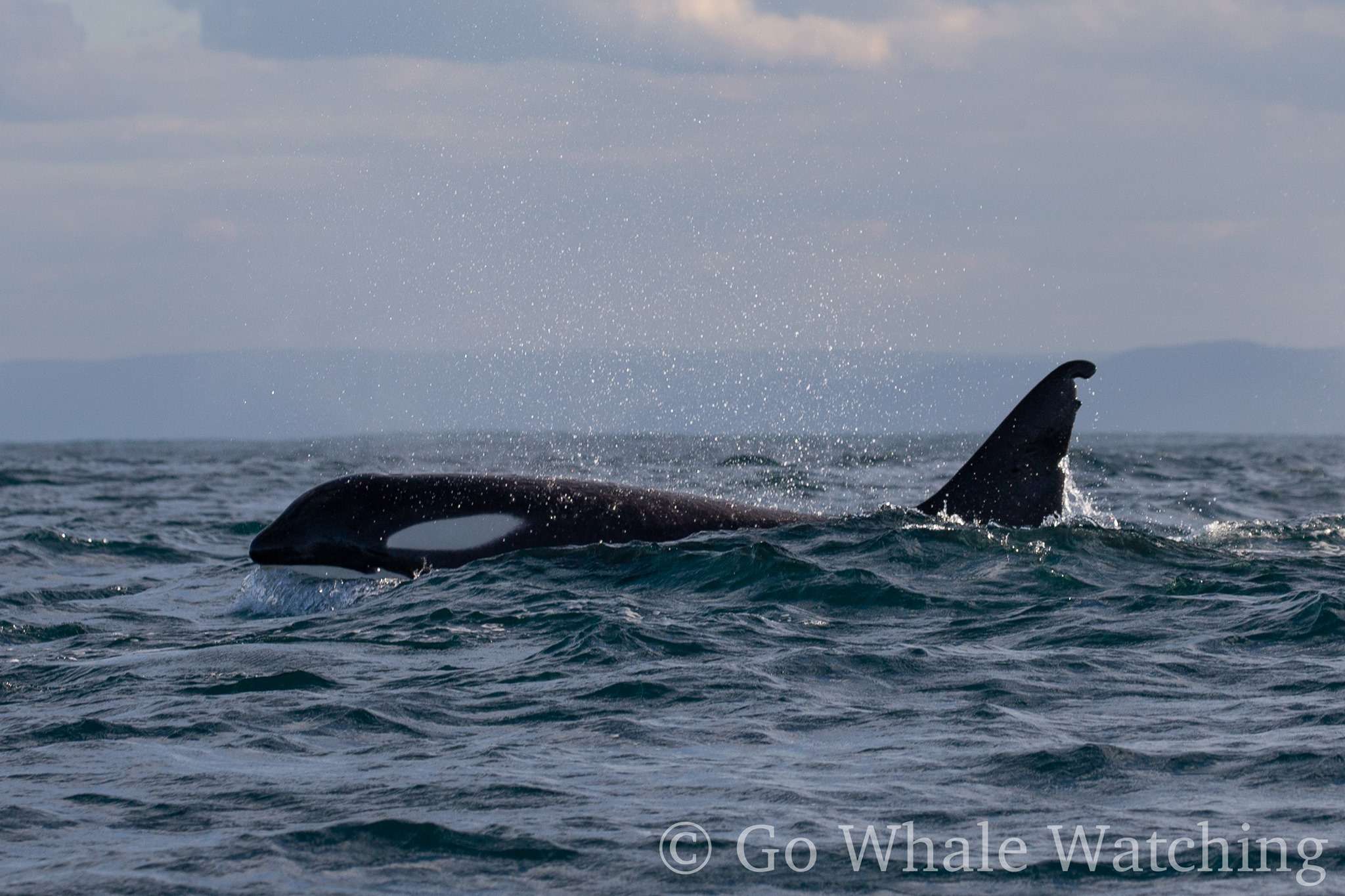 Do Antarctic killer whales migrate to Australian Waters?