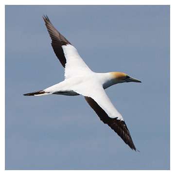 Weekly Creature Feature. Have you seen this bird flying over Port Phillip Bay?