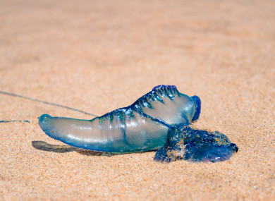 Creature Feature. Have you seen this animal washed up on your local beach?
