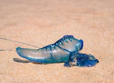 Creature Feature. Have you seen this animal washed up on your local beach?