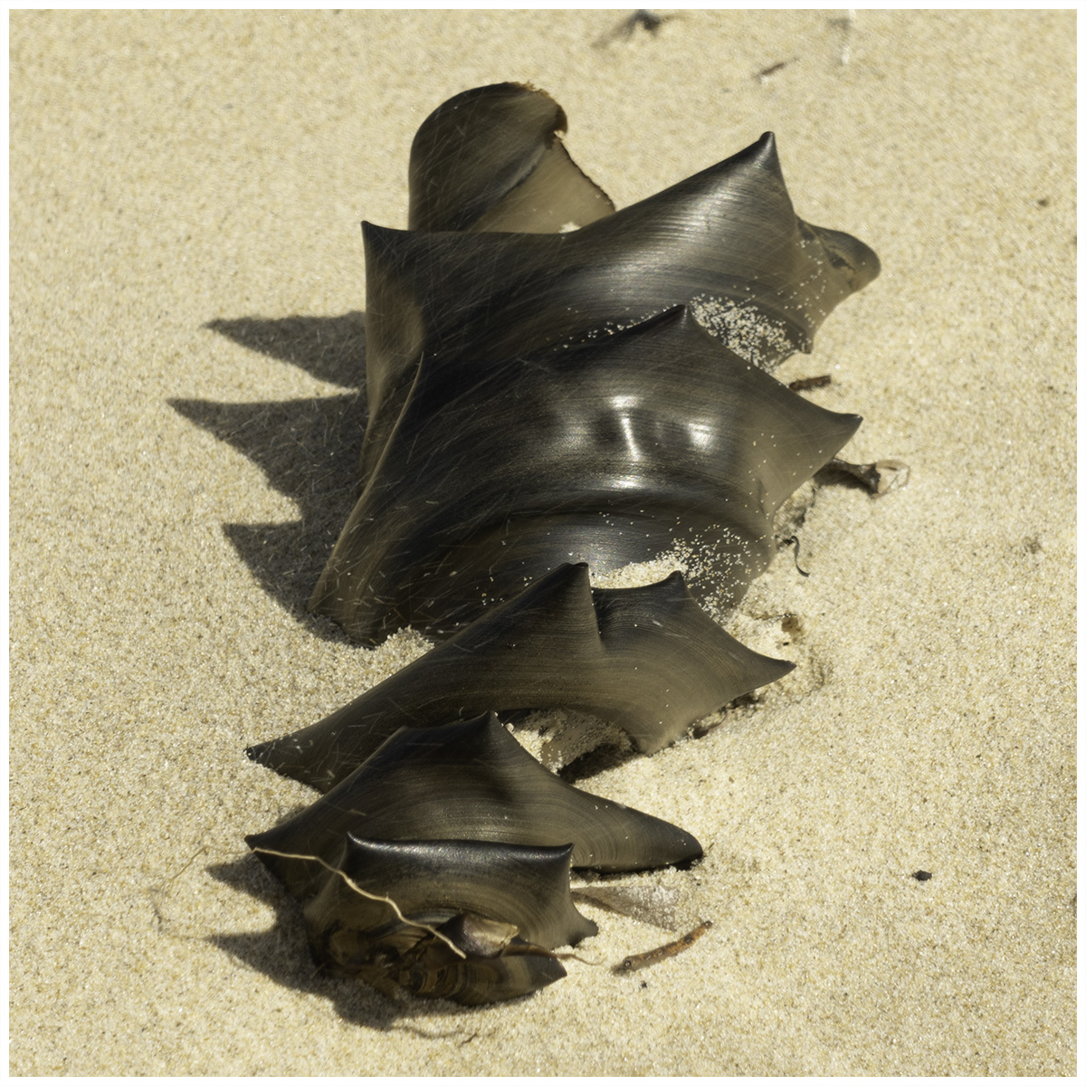 Creature Feature: What do you know about the shark that laid this egg?
