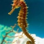 sEAHORSE