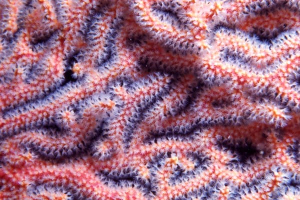 Gorgonian Coral