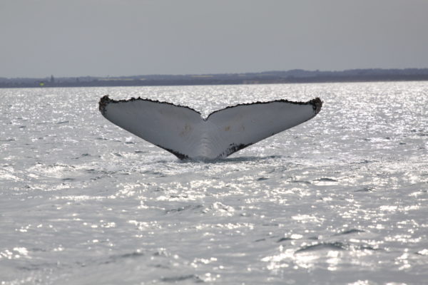 Humpback whale - fluke