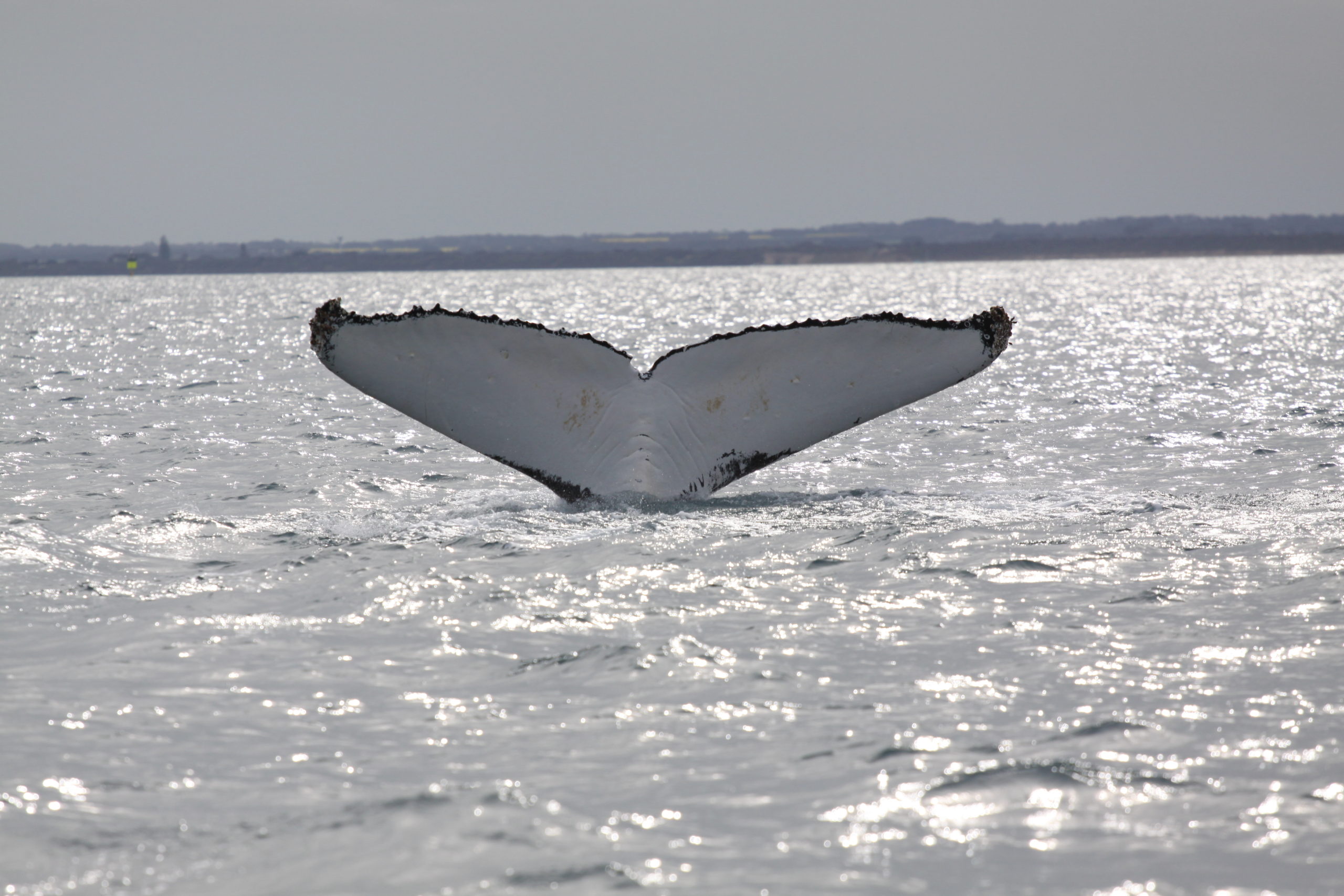 VICTORIAN HUMPBACK WHALE FLUKE IDENTIFICATION CATALOGUE