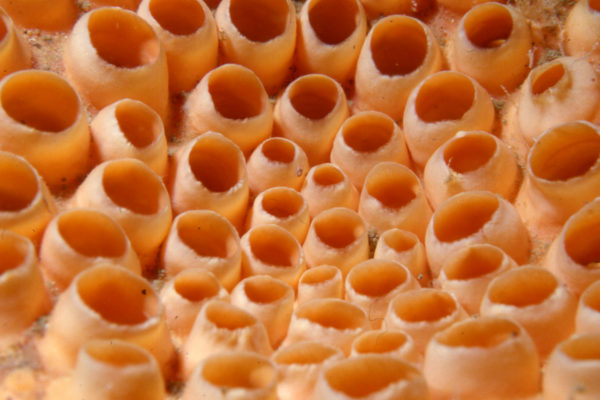 Sponge close-up