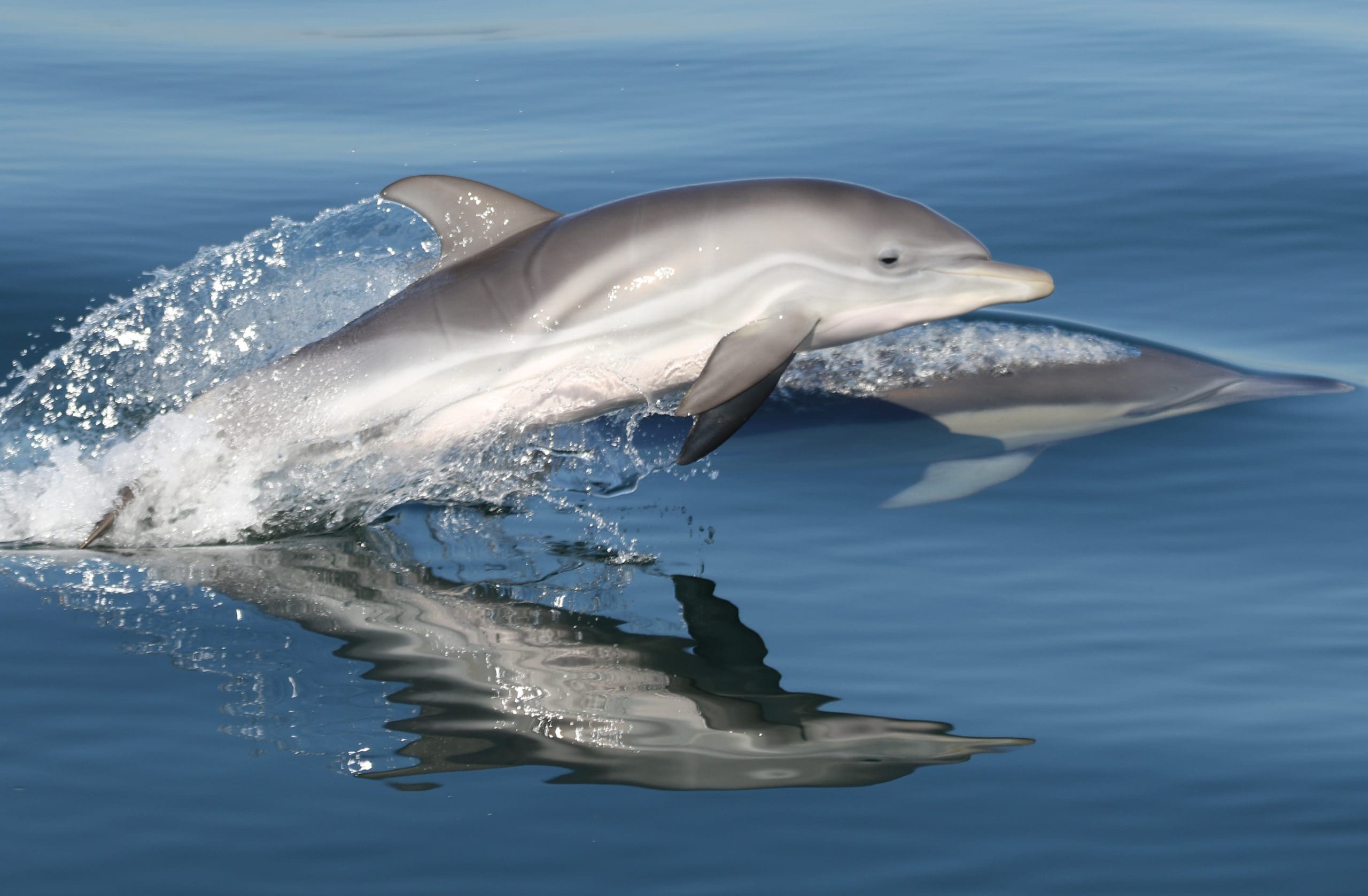 Dolphins Dolphin Research Dolphins Dolphin Research