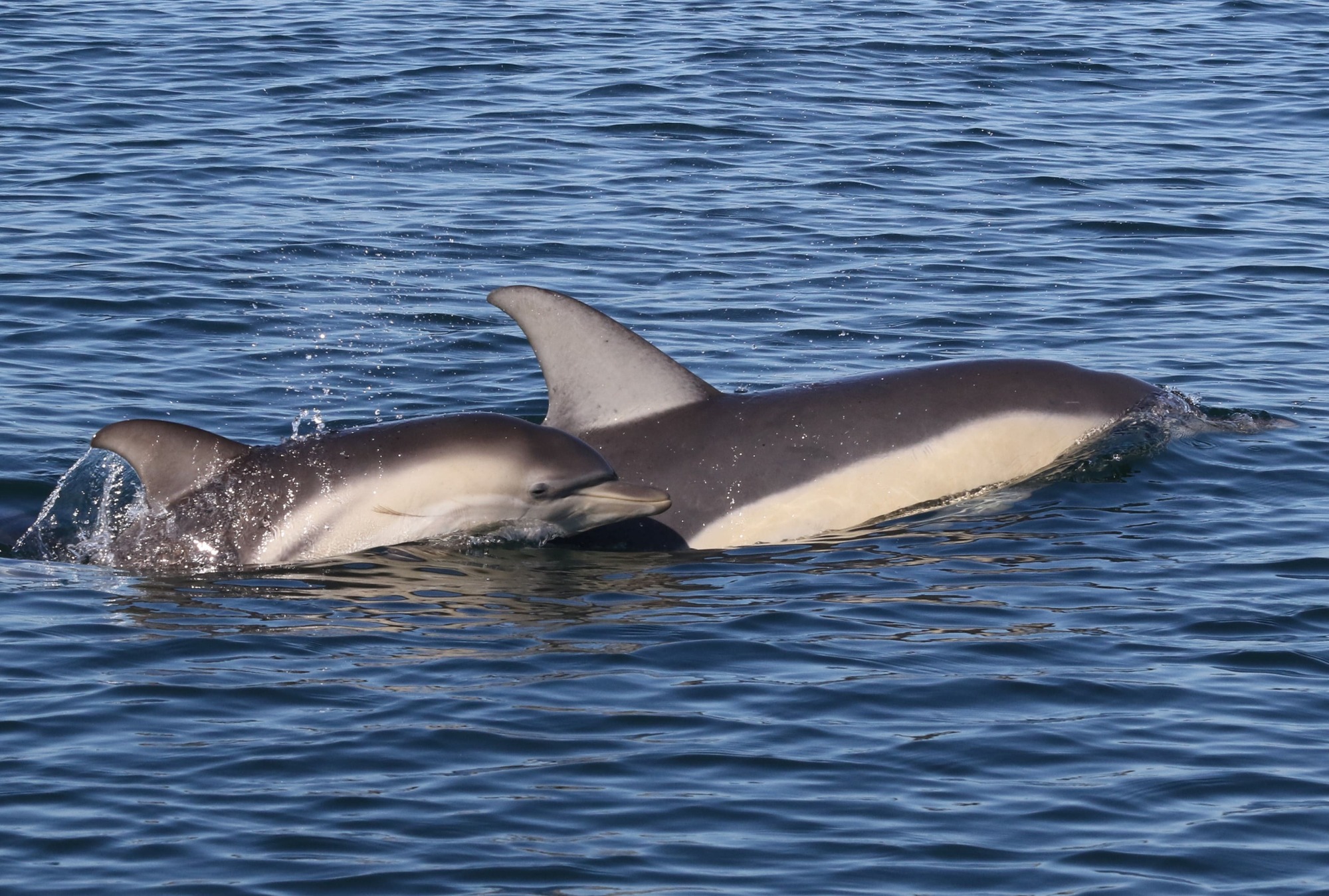 Our Common Dolphins Are A Remarkable Success Story