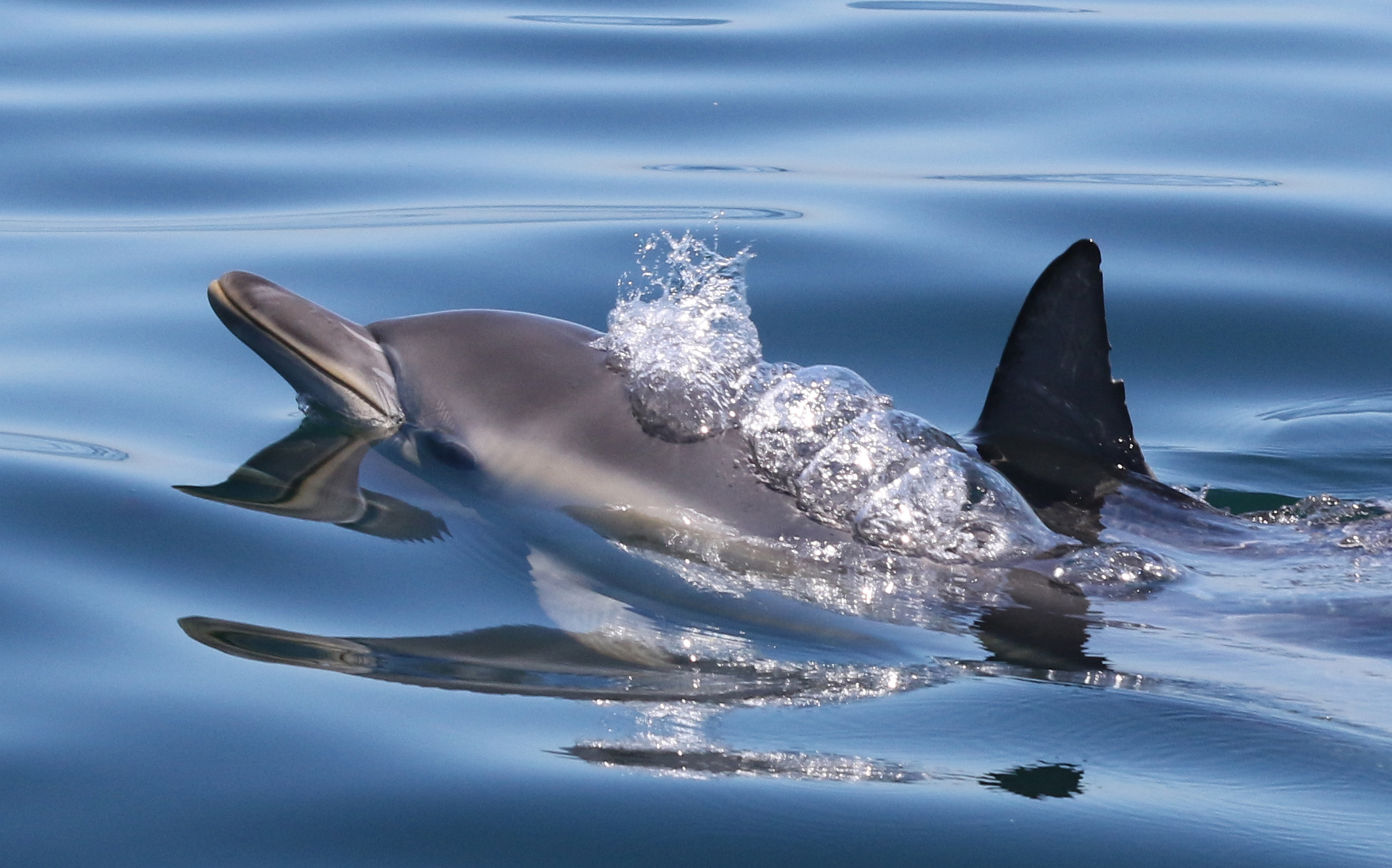 A Detective Story Finds Three Dolphin Generations