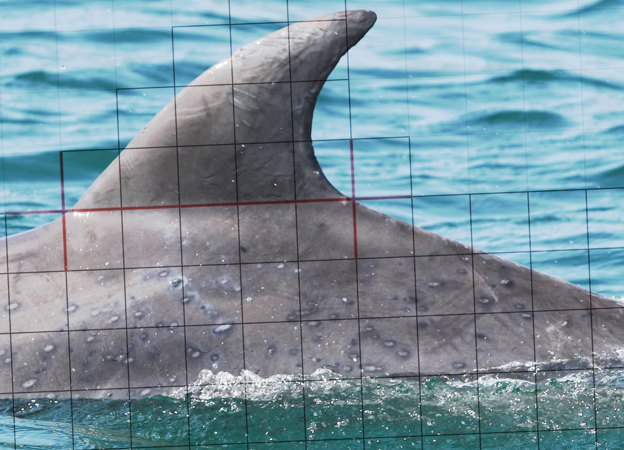 Pollution Concerns for Our Dolphins