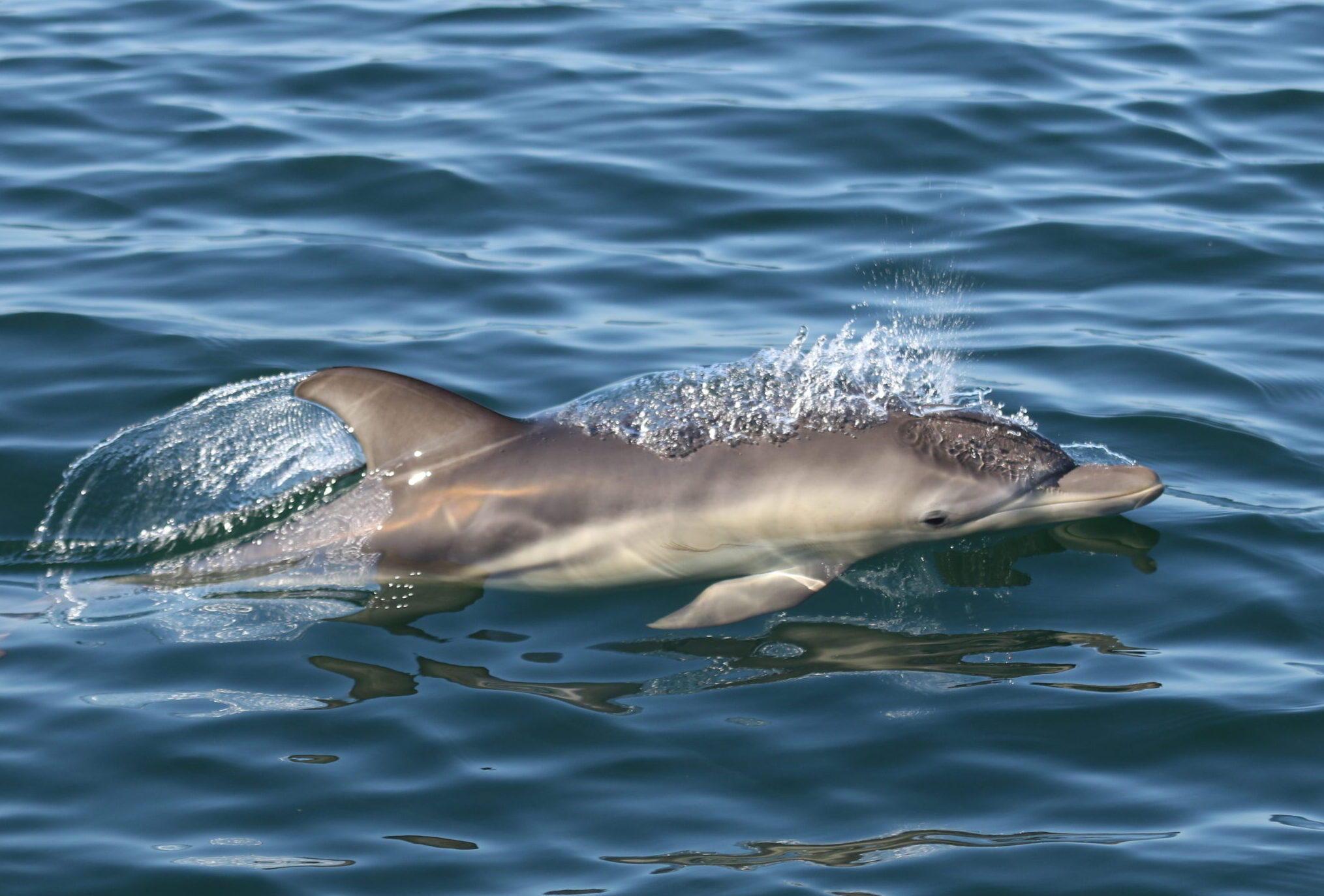 A Cheeky Common Dolphin Calf, Named ‘Tas’
