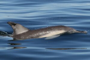 Sample Image Component