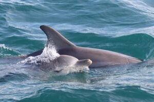 Sample Image Component