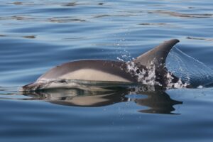 Sample Image Component