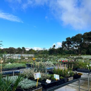 GLENVUE NURSERY RYE - VOUCHER VALUED AT $100.00